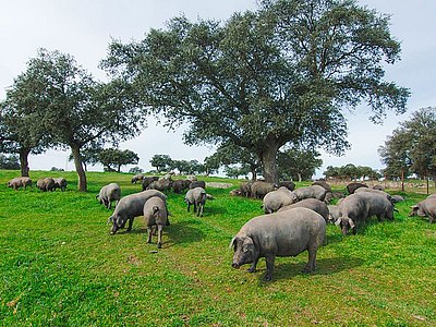 Iberische Schweine auf dem spanischen Land.