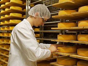 Mithilfe eines Böhrlings wird die Käsequalität vom jungen Fachmann überprüft.