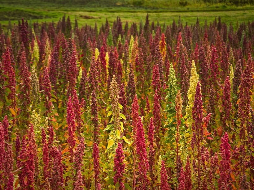 Quinoa Plantage in Ecuador, Südamerika