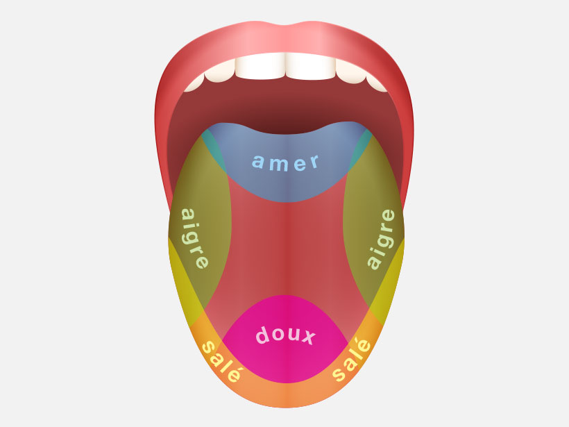 Il n’existe en réalité pas de zones gustatives; les saveurs sont perçues sur toute la langue.